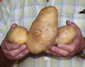 Die größte Kartoffel - Bild 2